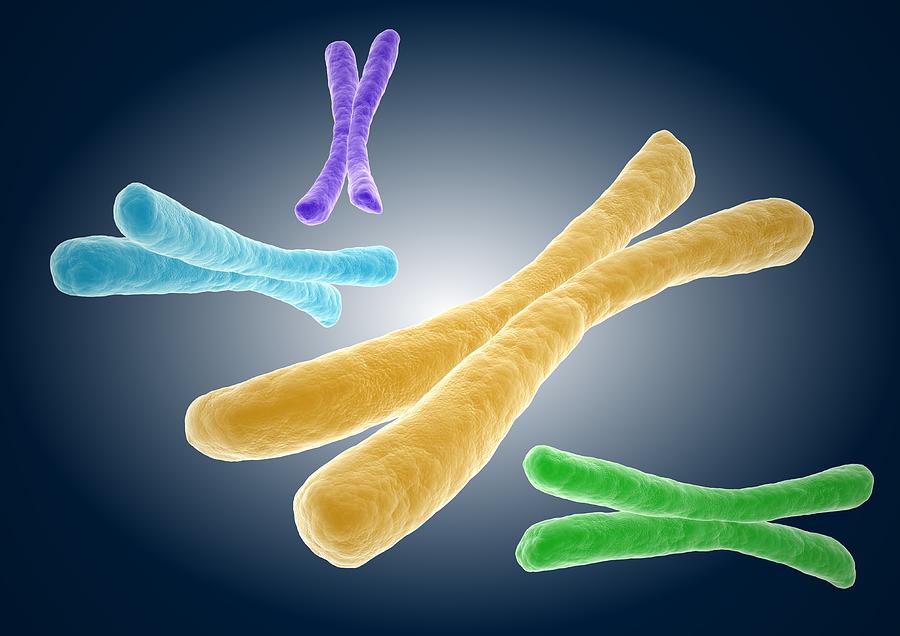 Chromosomes Artwork Photograph By Science Photo Library Fine Art America 5408