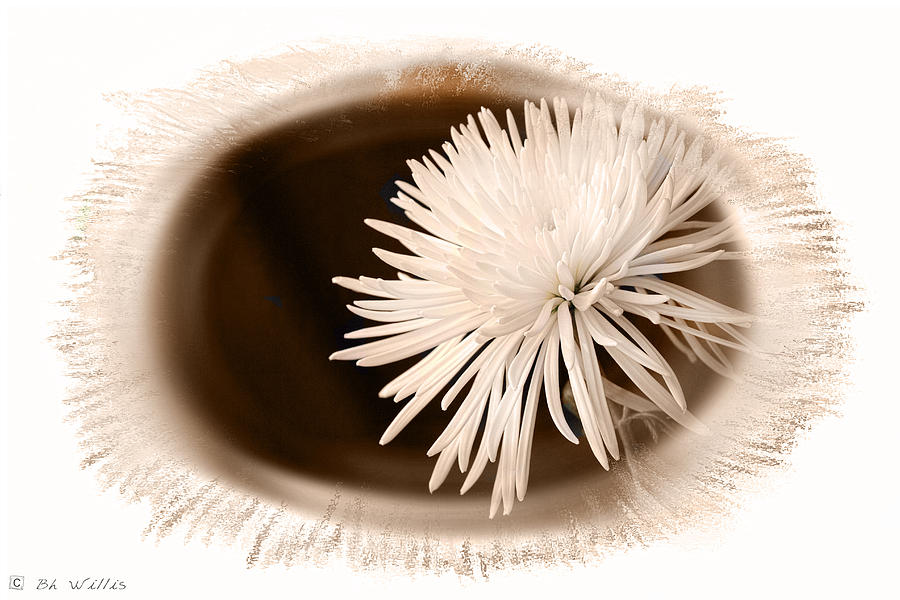Chrysanthemum #2 Photograph by Bonnie Willis