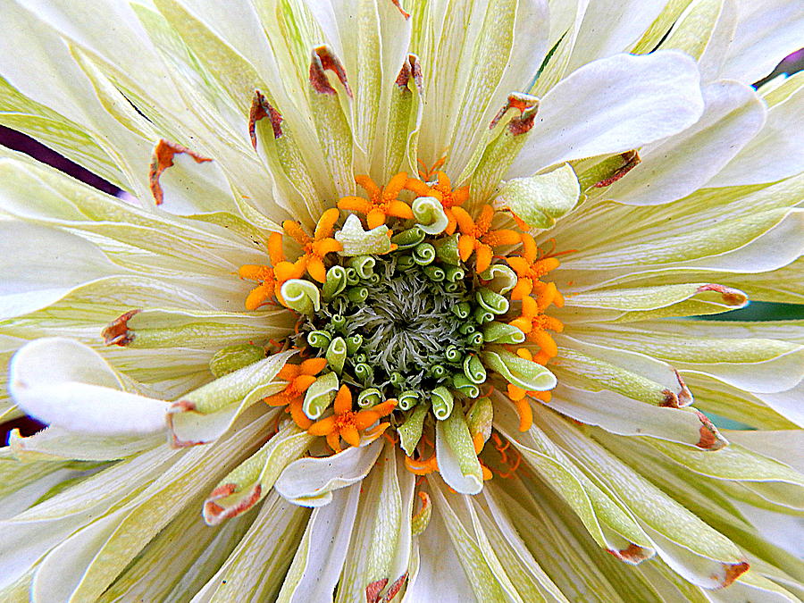 Chrysanthemum Fall In New Orleans Louisiana Photograph by Michael Hoard