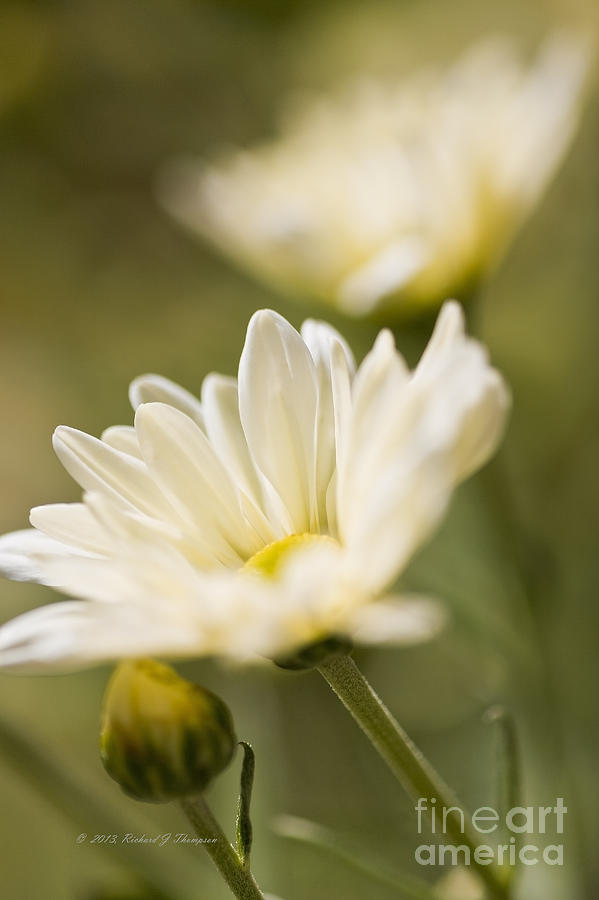 Chrysanthemum Flowers #3 Photograph by Richard J Thompson 