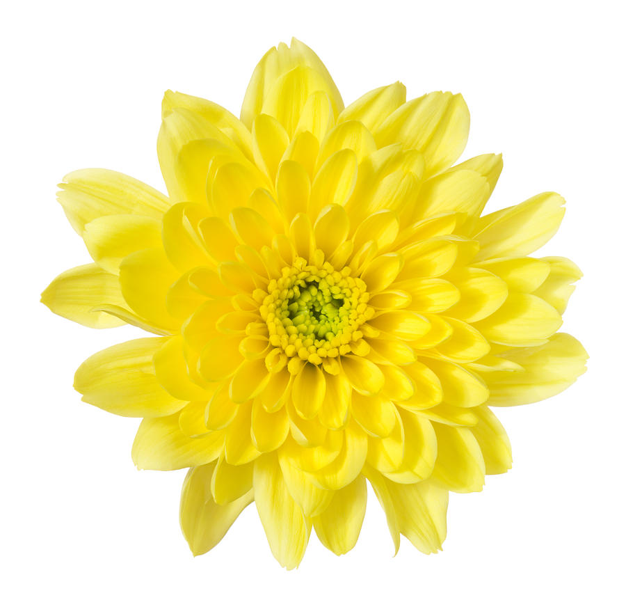 Chrysanthemum #2 Photograph by Vidok