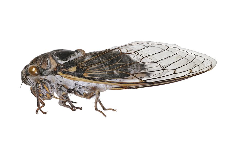 Insects Photograph - Cicada #2 by Science Photo Library