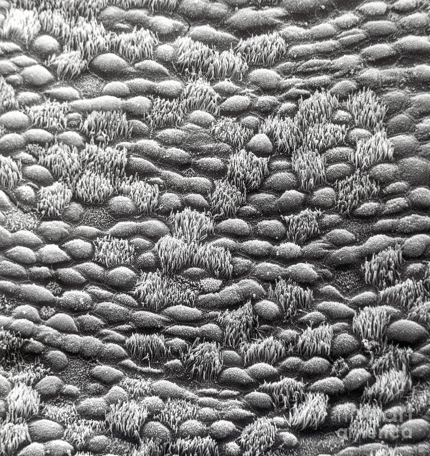 Ciliated Cells In Trachea, Sem #2 Photograph by David M. Phillips
