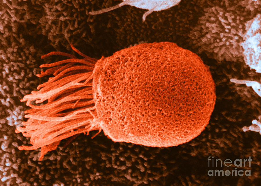 Ciliated Epithelial Cell From Oviduct #2 Photograph by David M. Phillips