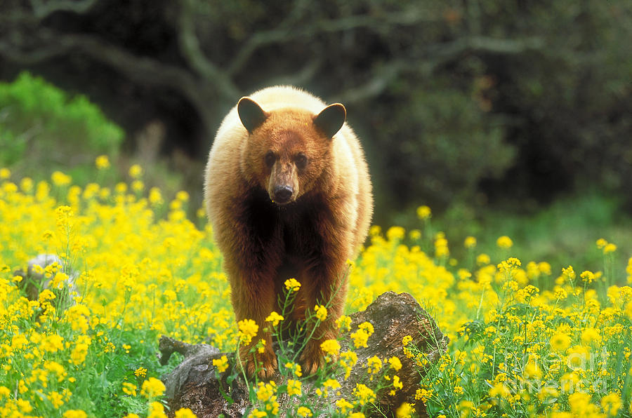 Cinnamon Black Bear #2 Photograph by Art Wolfe