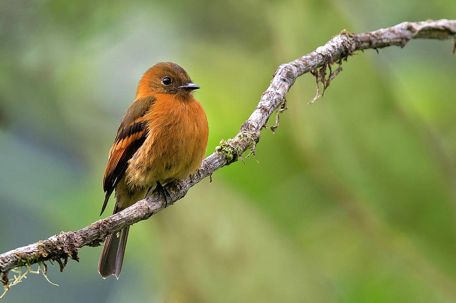 Cinnamon Flycatcher Photograph by Juan Jose Arango - Fine Art America