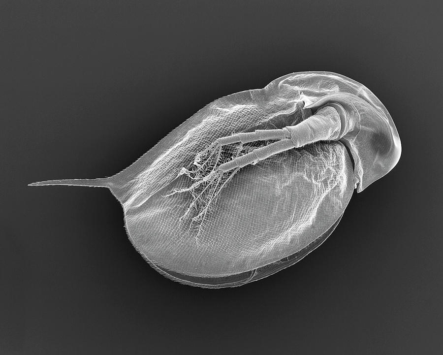 Cladoceran (daphnia Sp.) #2 Photograph by Dennis Kunkel Microscopy/science Photo Library