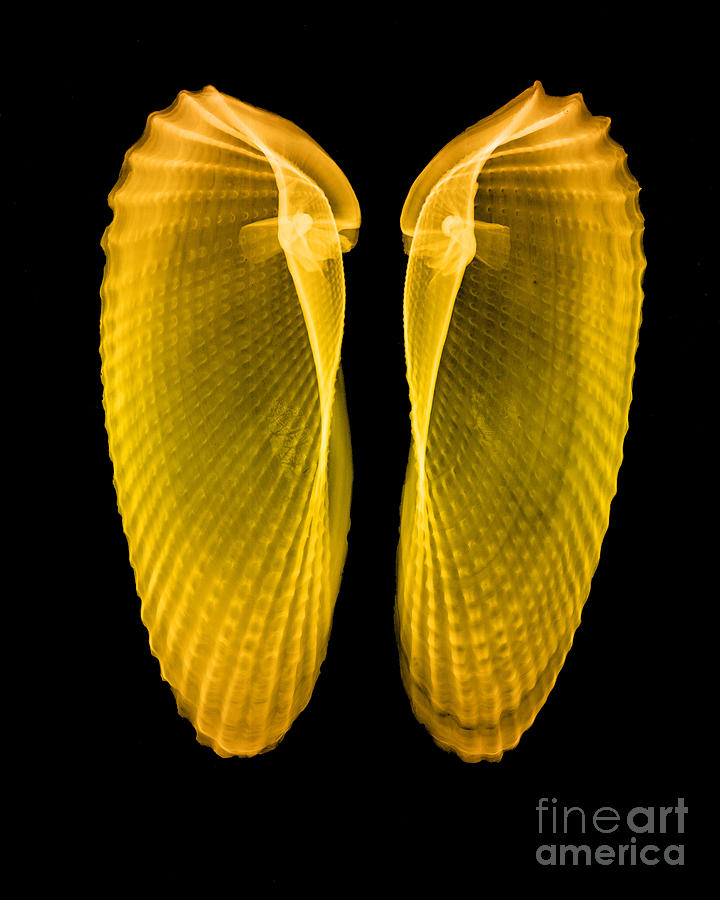 Shell Photograph - Clam Shells X-ray #2 by Bert Myers