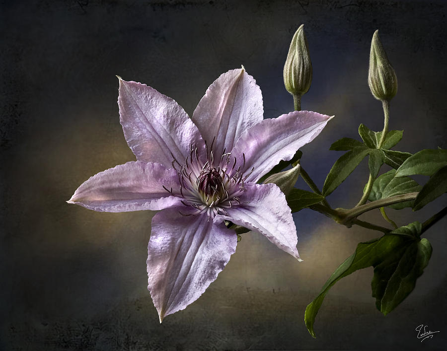 Clematis #2 Photograph by Endre Balogh