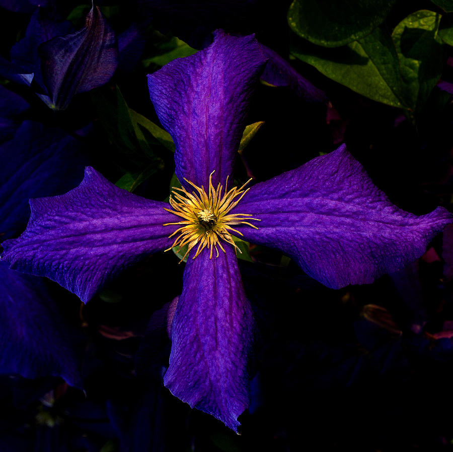 Clematis #2 Photograph by Jamieson Brown