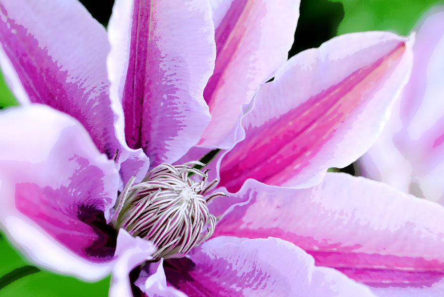 Clematis #2 Photograph by Kelly Nowak