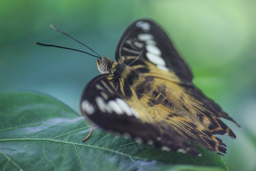 Butterfly Photograph - Clipper Butterfly #3 by Becca Buecher