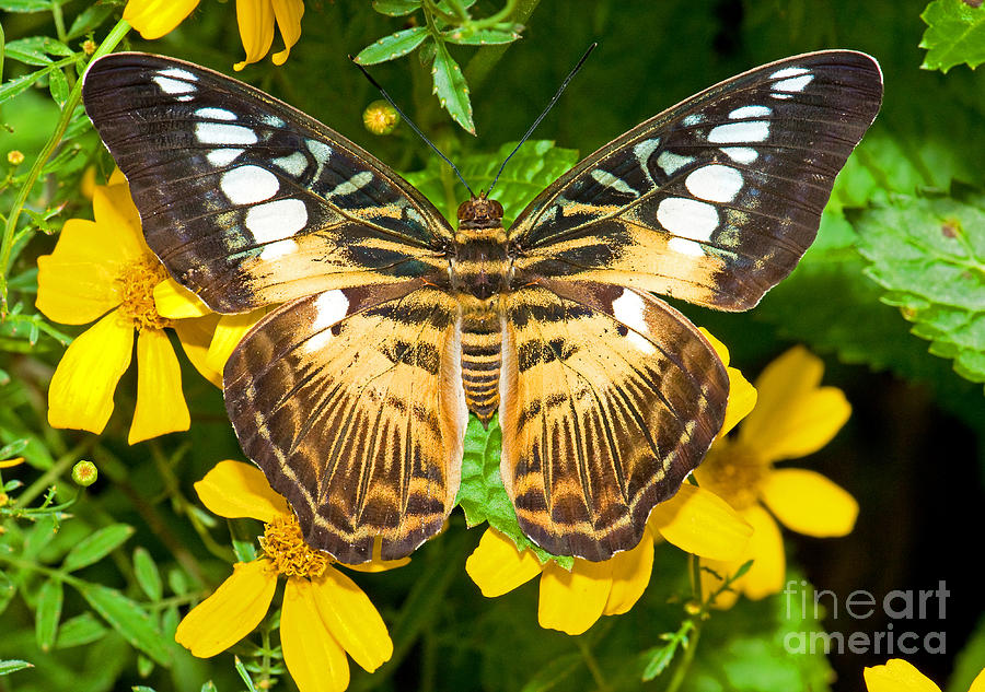 Clipper Butterfly #2 Photograph by Millard H. Sharp