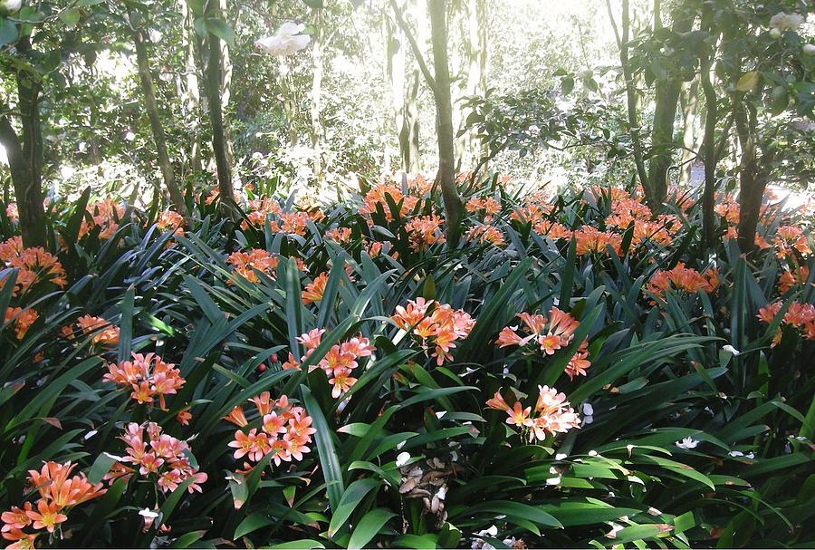 Clivias in the Garden #2 Photograph by Marian Jenkins