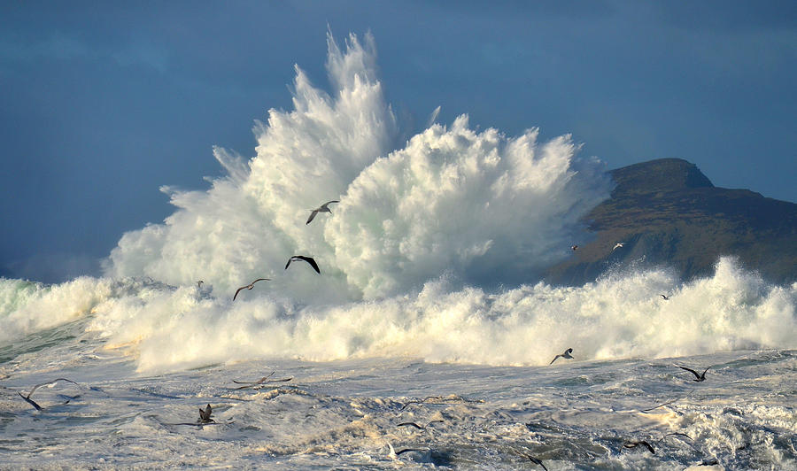 Seagull Photograph - Clogher madness #2 by Barbara Walsh