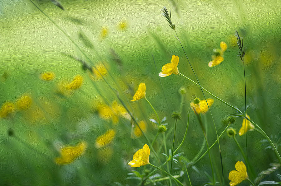Nature Photograph - Close up image of vibrant buttercups in wildflower meadow landscape digital painting #2 by Matthew Gibson