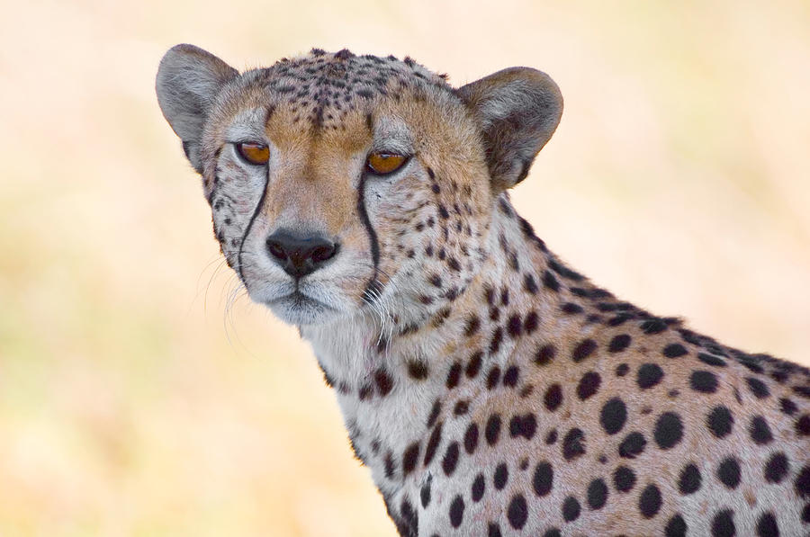 Wildlife Photograph - Close-up Of A Cheetah, Ngorongoro #2 by Panoramic Images