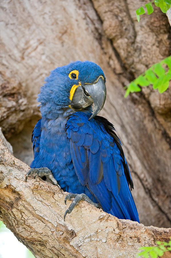 Macaw Photograph - Close-up Of A Hyacinth Macaw #2 by Panoramic Images