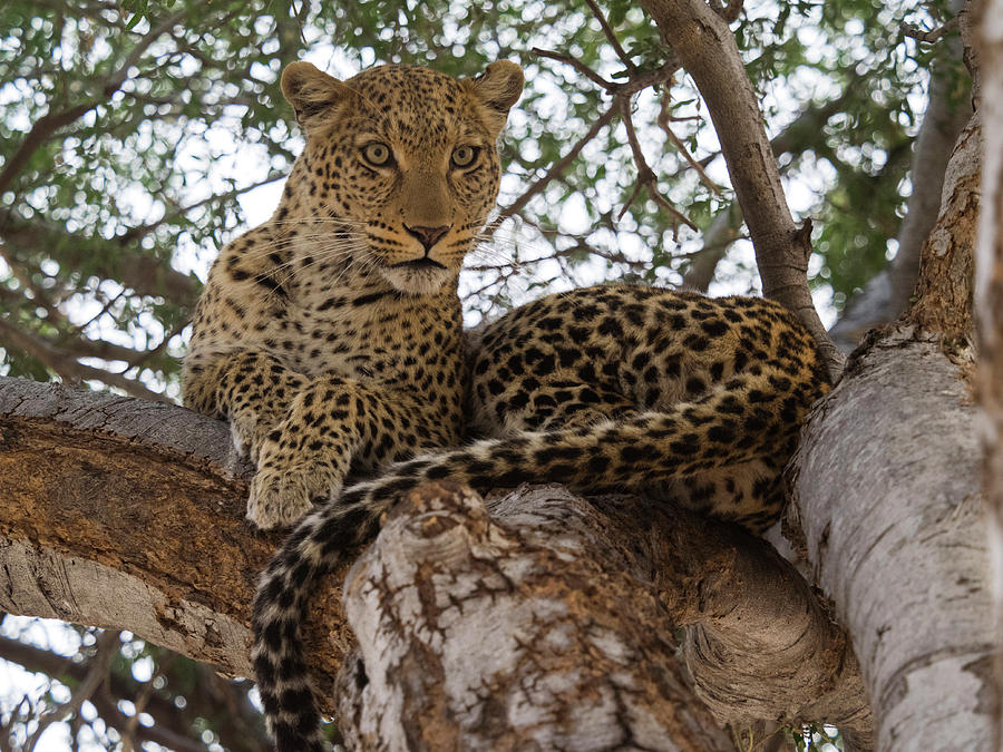 Close-up Of A Leopard Panthera Pardus Photograph by Panoramic Images ...