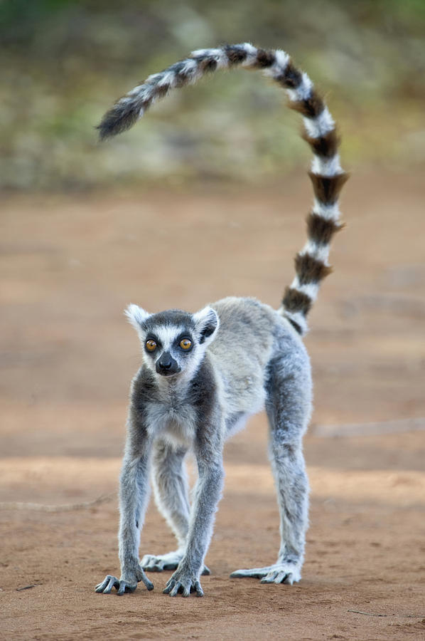ring tailed lemur teddy