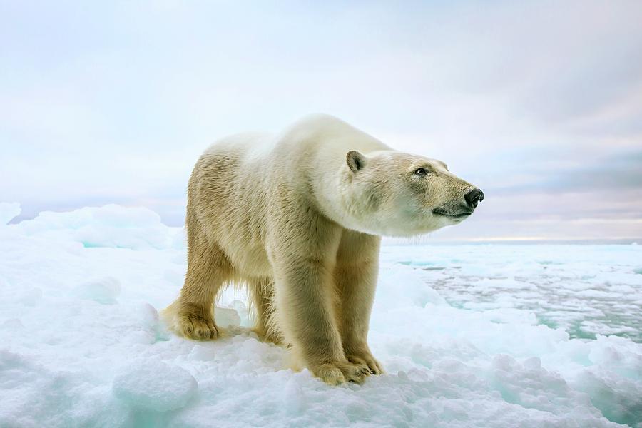 Nature Photograph - Close Up Of A Standing Polar Bear #2 by Peter J. Raymond