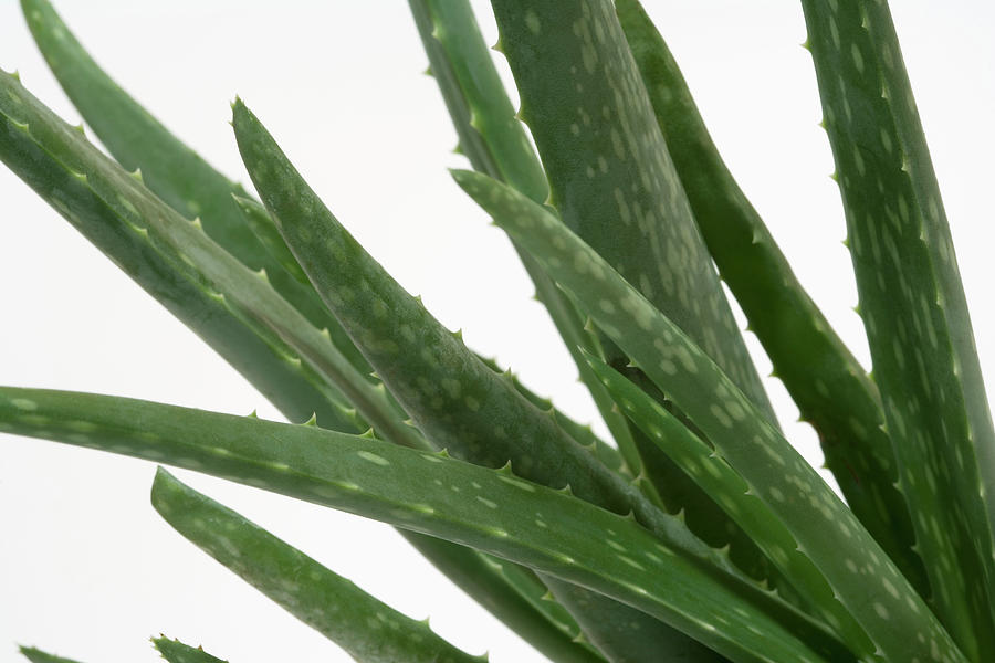 Herbal Medicine Photograph - Close Up Of Aloe Vera Plant #2 by Science Stock Photography/science Photo Library