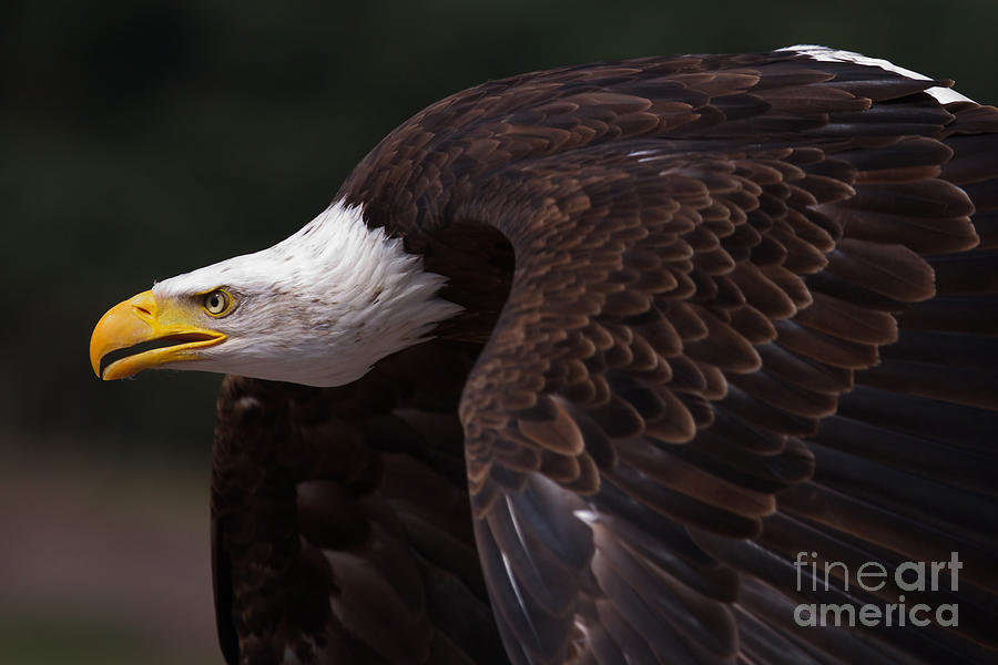 Close-up Of An American Bald Eagle In Flight Photograph
