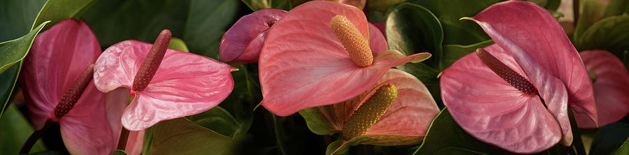 Nature Photograph - Close-up Of Anthurium Plant #2 by Panoramic Images