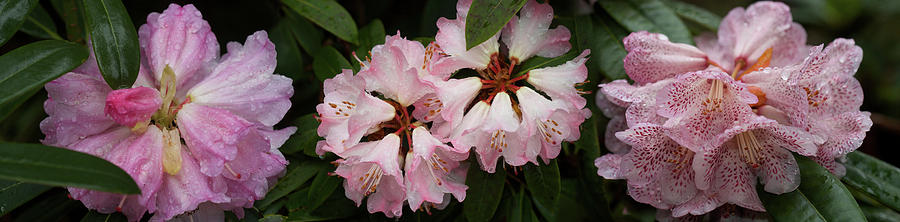 Close-up Of Assorted Rhododendron #2 Photograph by Panoramic Images