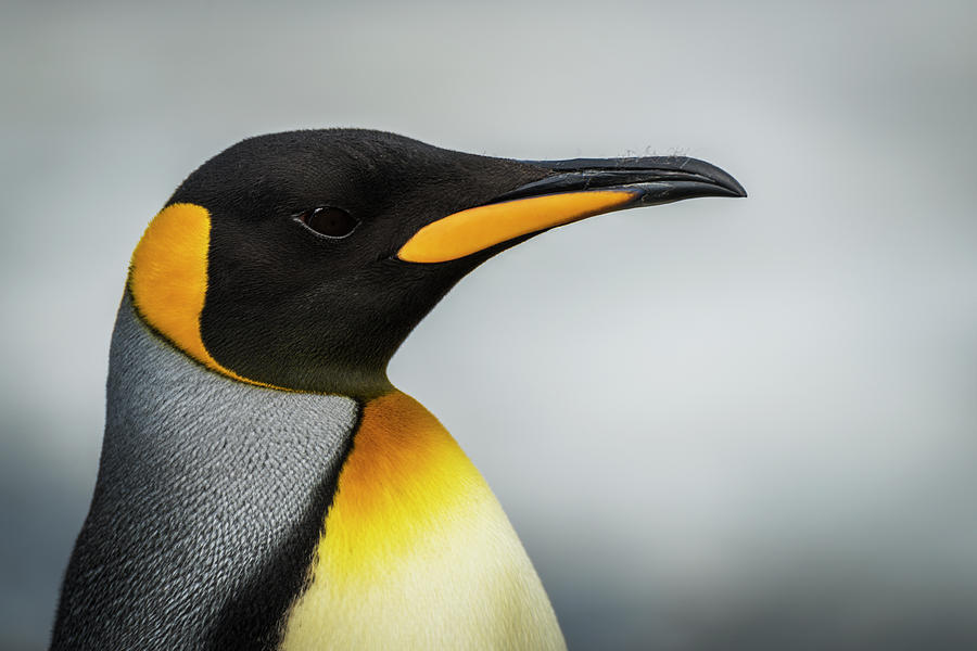 Close Up Of King Penguin  Aptenodytes #2 Photograph by Nick Dale