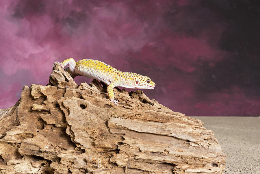 Close-up Of Leopard Gecko Eublepharis #2 Photograph by Panoramic Images