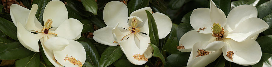 Close-up Of Magnolia Flowers In Bloom #2 Photograph by Panoramic Images