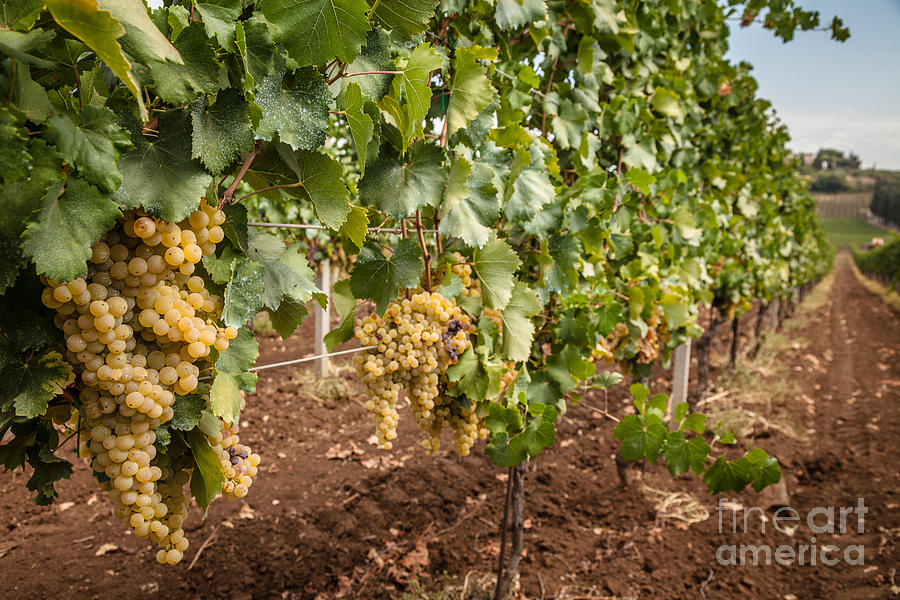 Close Up Of Ripe Wine Grapes On The Vine Ready For Harvesting #2 Photograph by Peter Noyce