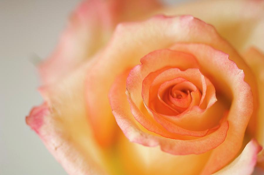 Nature Photograph - Close Up Of Single Rose (rosa Hybrid) #2 by Maria Mosolova