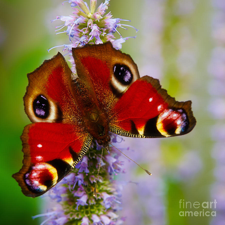 Closeup of an European Peacock butterfly Photograph by Nick  Biemans