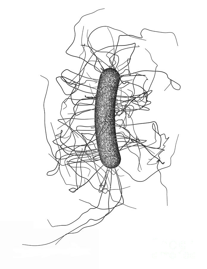 Clostridium Difficile Photograph - Clostridium Difficile, Bacteria #2 by Science Source