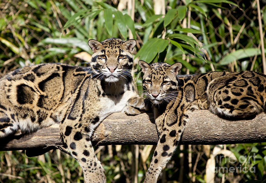 Clouded Leopards #2 Photograph by Brian Jannsen