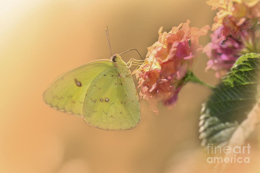 Clouded Sulphur Butterfly #2 Photograph by Betty LaRue