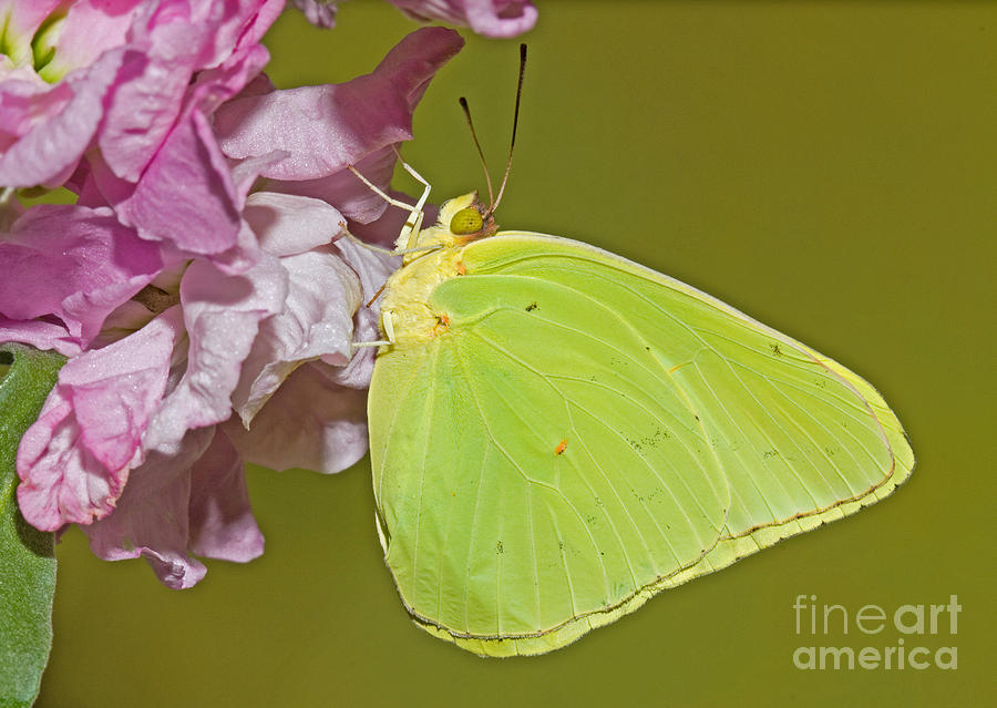 Butterfly Photograph - Cloudless Sulphur Butterfly #2 by Millard H. Sharp