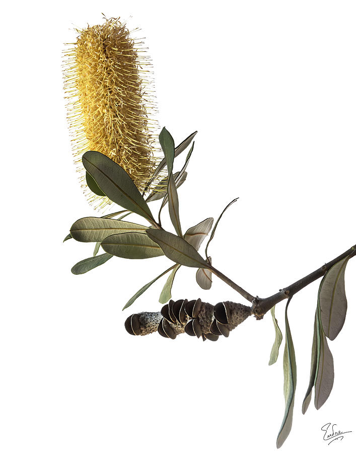 Coast Banksia #2 Photograph by Endre Balogh