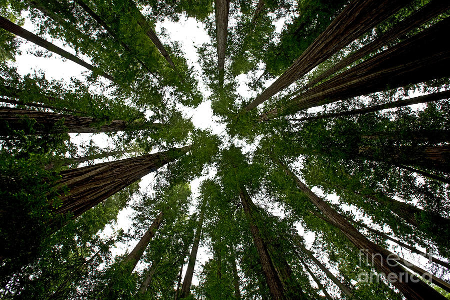 Coast Redwoods #2 Photograph by Gregory G. Dimijian, M.D.