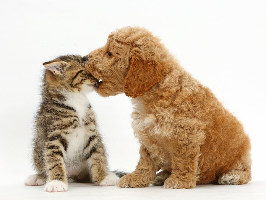 Cockapoo Puppy And Tabby Kitten #2 Photograph by Mark Taylor