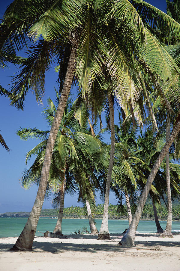 Coconut Palms And Beach Dominican #2 Photograph by Konrad Wothe