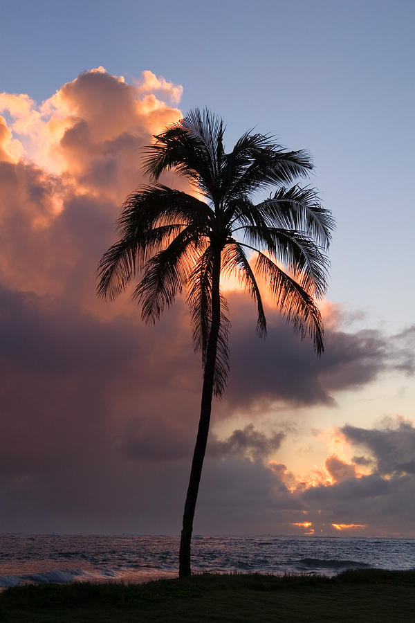 coconut trees beach sunrise