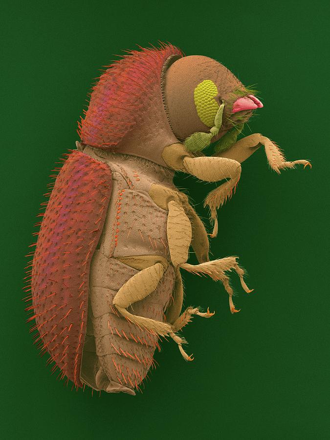 Coffee Berry Borer #2 Photograph by Dennis Kunkel Microscopy/science Photo Library