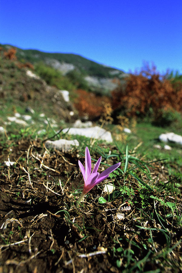 Nature Photograph - Colchicum Neapolitanum #2 by Bruno Petriglia/science Photo Library