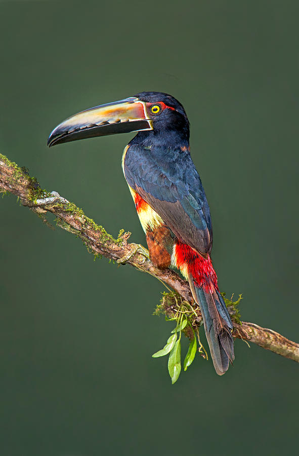 Collared Aracari (pteroglossus Torquatus) | Beautiful Birds, Exotic