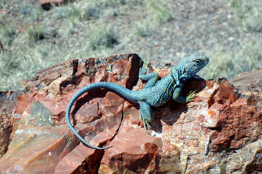 Collared Lizard #2 Photograph by Susan Woodward