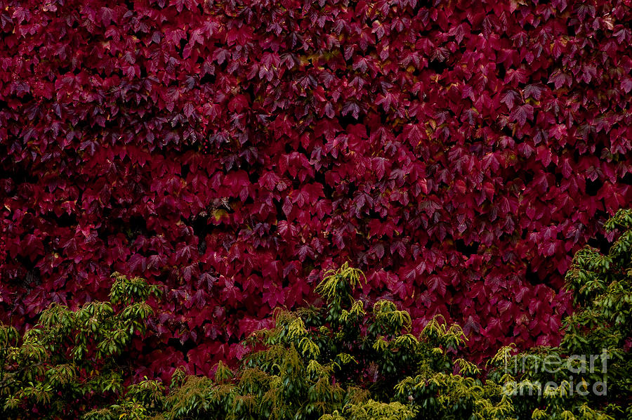 College campus with fall colors #2 Photograph by Jim Corwin