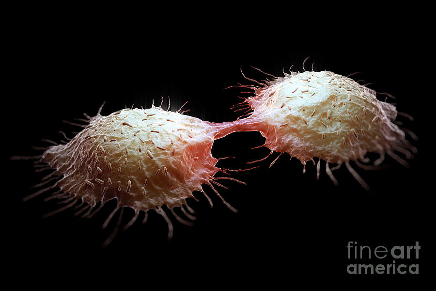 Colon Cancer Cells #8 Photograph by Science Picture Co